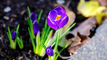 Spring Is in the Air: Lighten Up Your Leadership Journey-featured-image